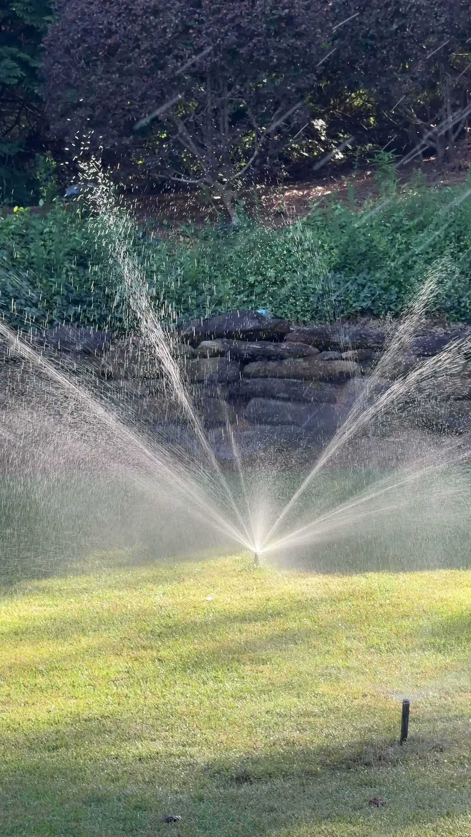 Rotor sprinkler throwing water across a lawn edge with shrubs behind