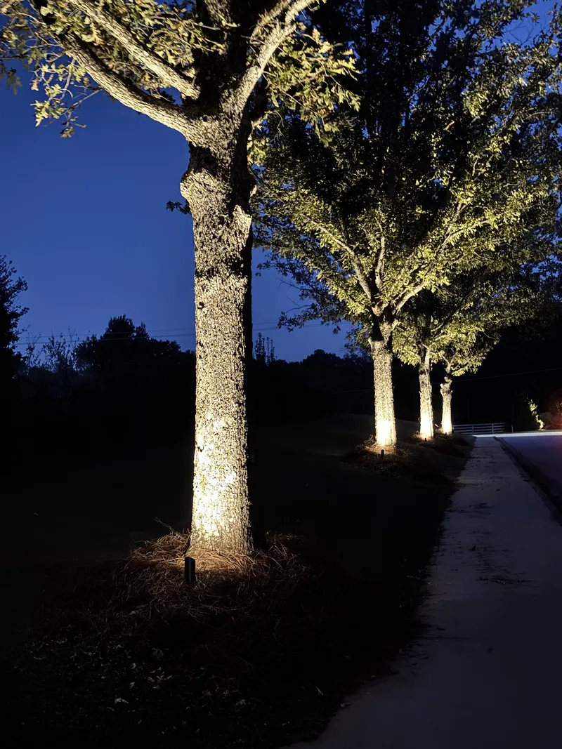 Large tree trunk and canopy uplit by a ground spotlight beside a sidewalk at night