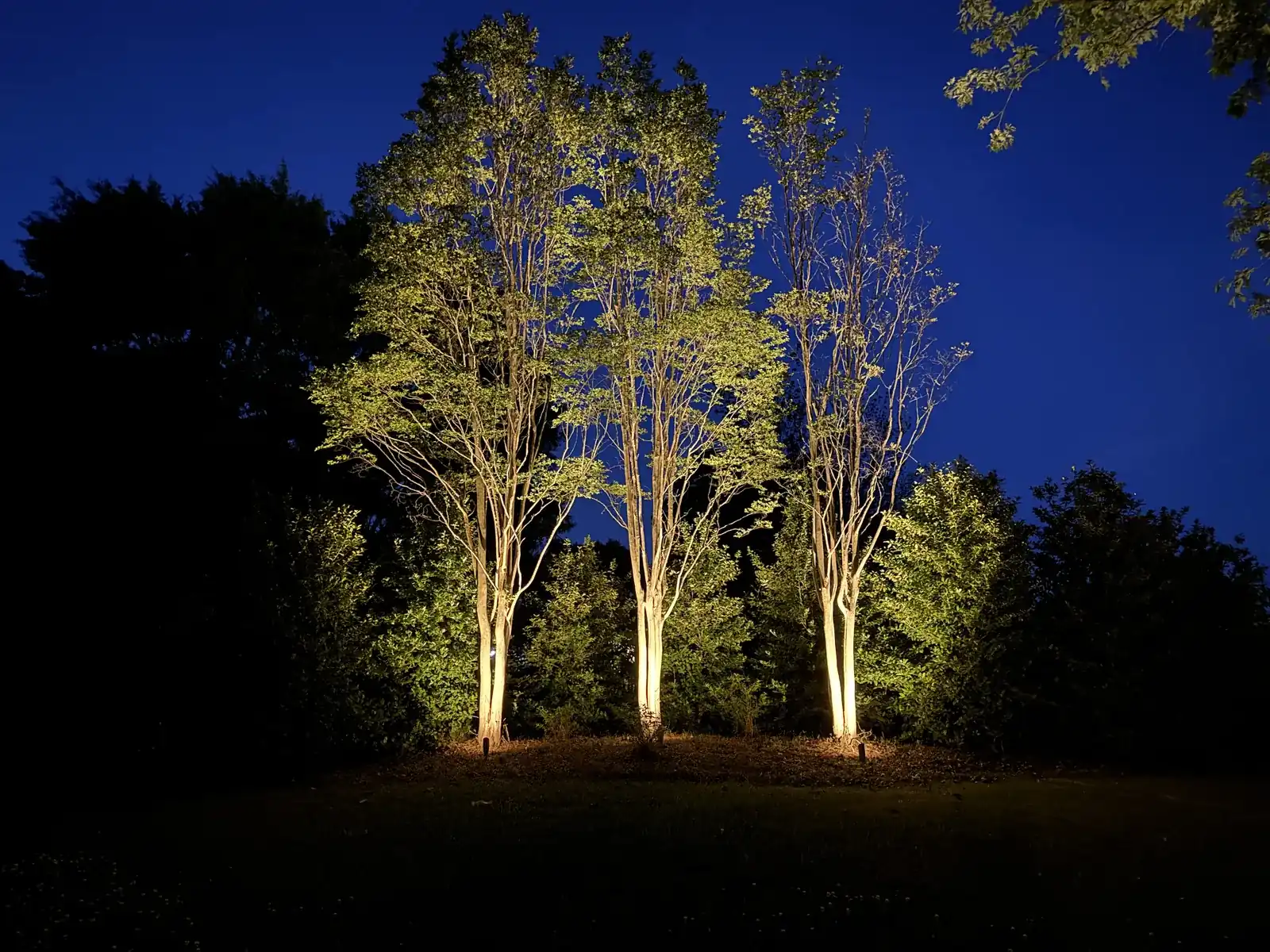 Group of trees uplit with warm spotlights against a deep blue evening sky