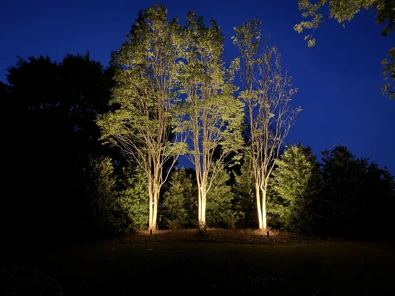 Group of trees uplit with warm spotlights against a deep blue evening sky